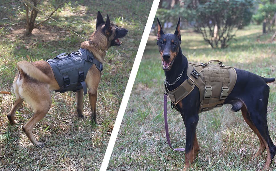 icefang dog harness
